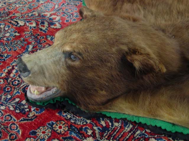 Bear Rug cu